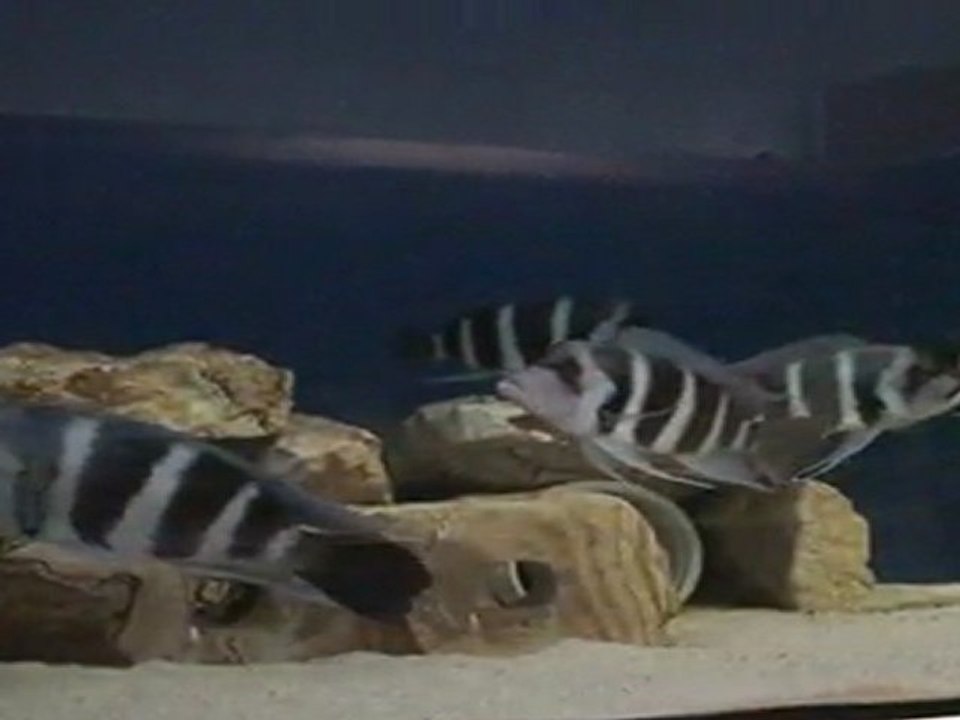 FRONTOSA BLUE ZAİRE MOBA KOLONİ          1         11.04 2011