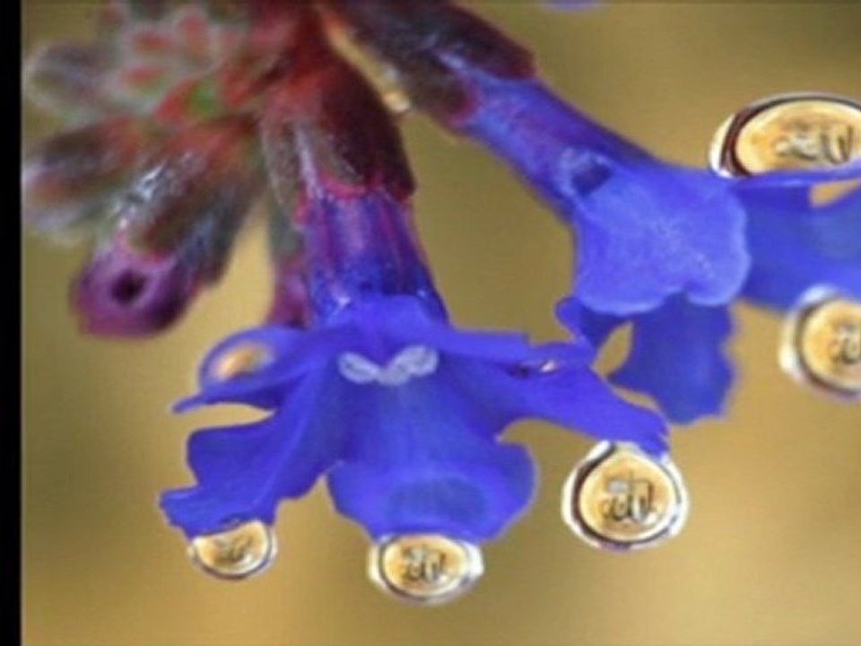 Kutlu Doğum Özel.(2011)