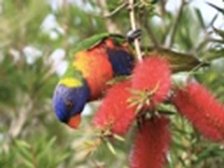 New Song Release by German Pop Singer