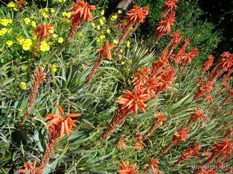 Îles de LERINS : L'Île Saint Honorat 31.03.2011