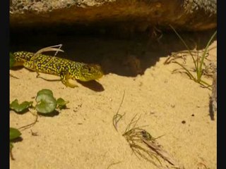 Lézard ocellé (avril 2011)
