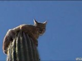 La lince si riposa sul maxi cactus