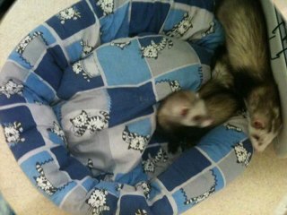 des furets des histoires