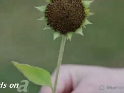 Palms Landscape Contractors Ltd. - Toronto Landscaping [ keepvid.com]