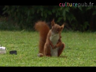 Squirrel is a mad football nut / Carlsberg