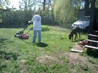Je surveille la tonte de l'herbe!(Féline chez les Fortuna Majeur)