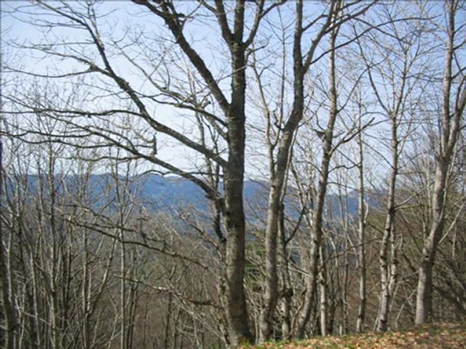 virée dans les Vosges