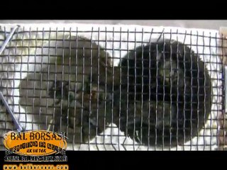 Balborsası.com Ana Arı Videosu