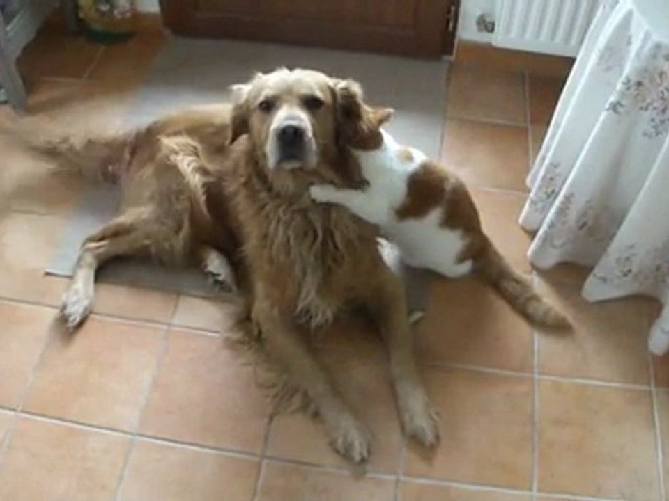 Comme chien et chat-