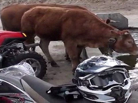 Vip-Quad Portugal 2011 vache