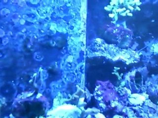 karidesimin yumurtlama anı