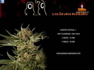 Critical + seeds graines semillas Dinafem