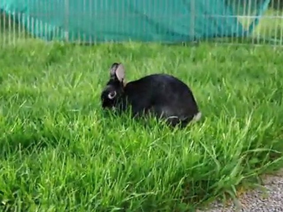 Fiona