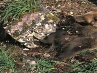 Villarina, primera osa europea que se adapta al entorno natural tras permanecer en cautividad