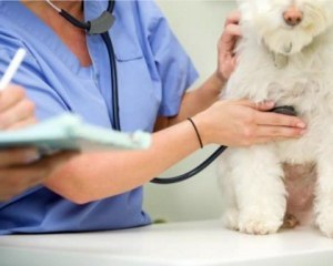 Colorado Franchise Business Consultant