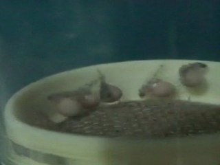 FRONTOZA BLUE ZAİRE KAPAMPA YUMURTALARI 12.04.2011  SAAT:10.00