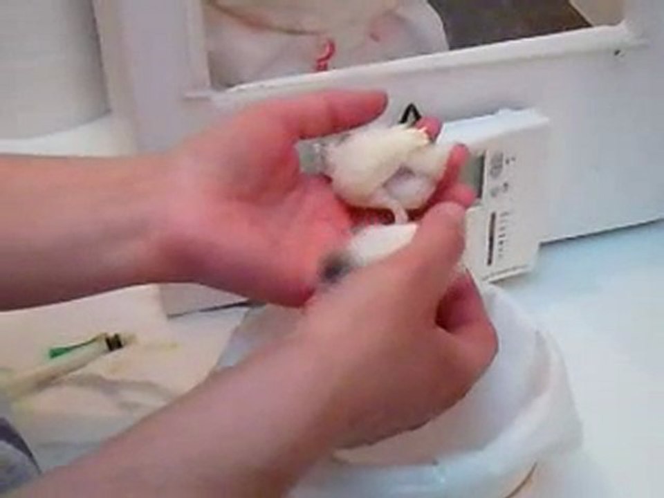 élever des canaris à la main;moment de tendresse; lundi 11 04; blog de lescanarisdebrunoVidéo0005