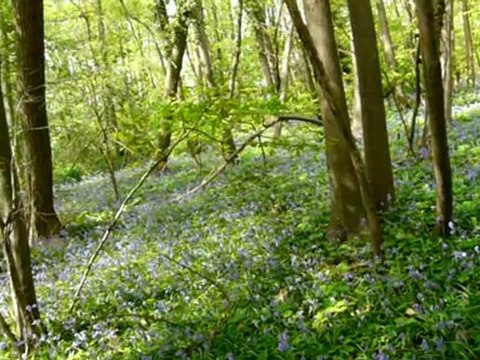 Lundi 11 Avril 2011 à 14h38 Tapis de Jacinthes des bois