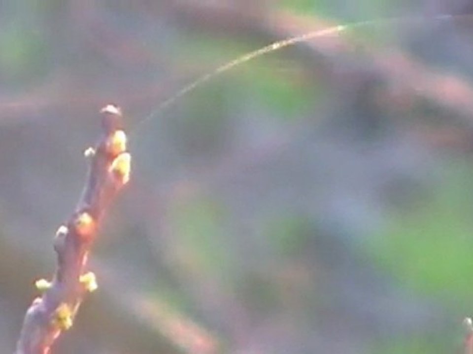 Chemtrails / ChemWebs, Fils de la vierge