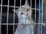 Hornell Animal Shelter #18 - cats licking, reaching