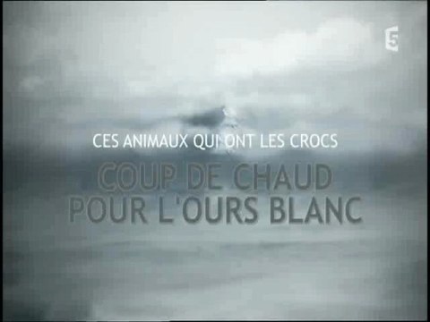 Ces animaux qui ont des crocs : l'ours polaire (1)