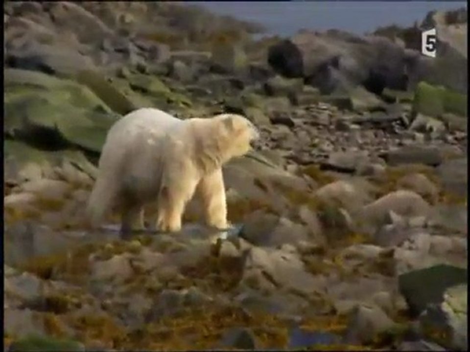 Ces animaux qui ont des crocs : l'ours polaire (2)