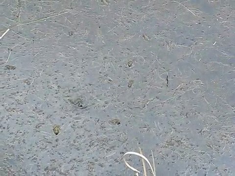 Grenouilles du Teich