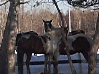 Chevaux qui se gratte!!! Jack et Russell!