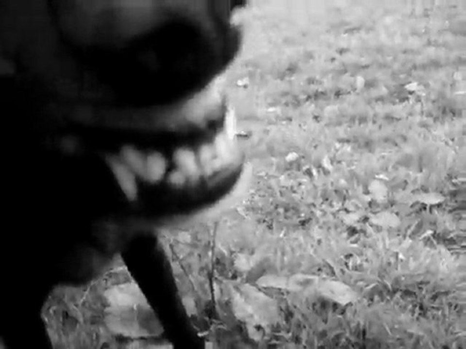 mes chiens de vrais monstres !! comme acteur