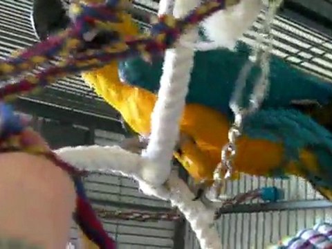 Lola, mon ara ararauna
