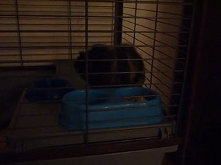 Le chant du cochon d'inde