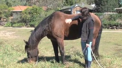 Pet Care Chermside Pet Energy Therapy QLD