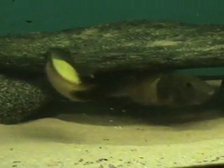 İkola Kaiser---İsa MUTLU