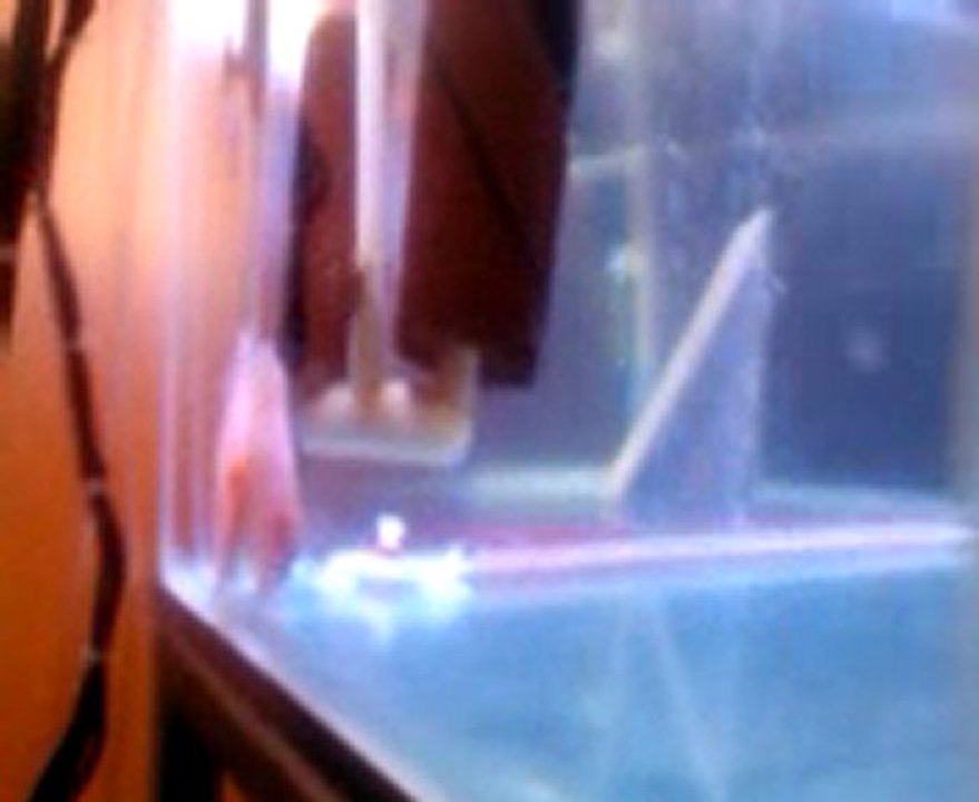 Eş Blue Butterfly Discus