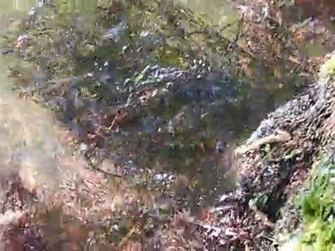 La Seine, brèmes et silures