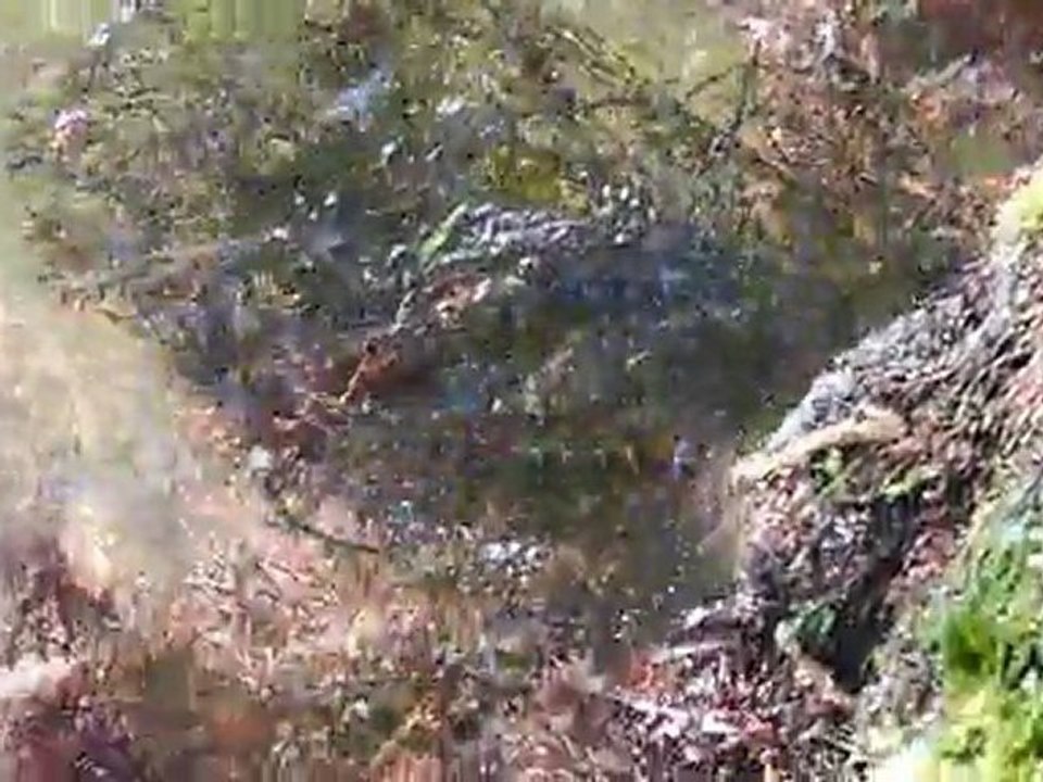 La Seine, brèmes et silures