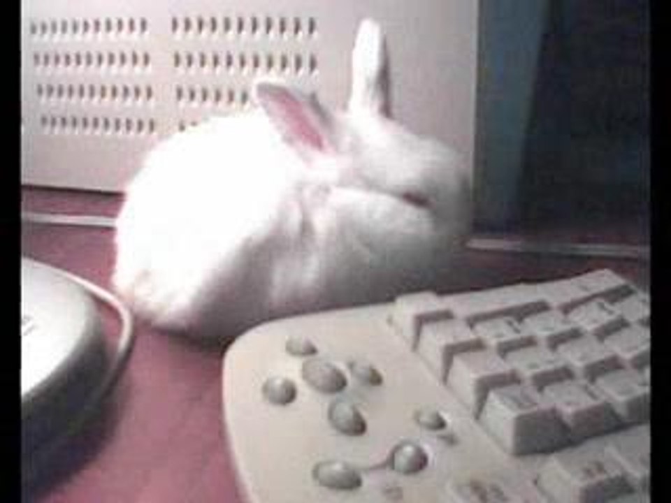 Optical Bunny