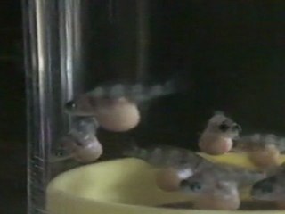 BLUE ZAİRE MOBA YUMURTALARI  16.04.2011  SAAT.18.00