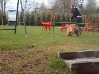 Sestřich agility 2011