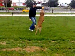 pascalla sahilde oyun keyfi...