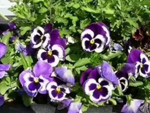 MOR MENEKŞE, AÇ DOSTLAR VE ALTIN GÖZLÜ ÇOCUK-NAZIM HİKMET