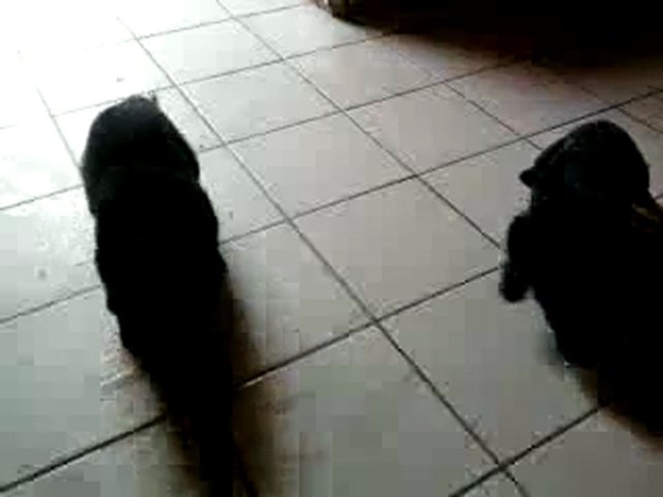 chiots divine/apollon