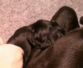 Portée Caline 2011 : 1° semaine