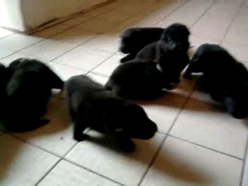 chiots divine / apollon