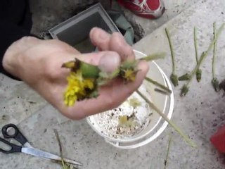 pour les chardonnerets