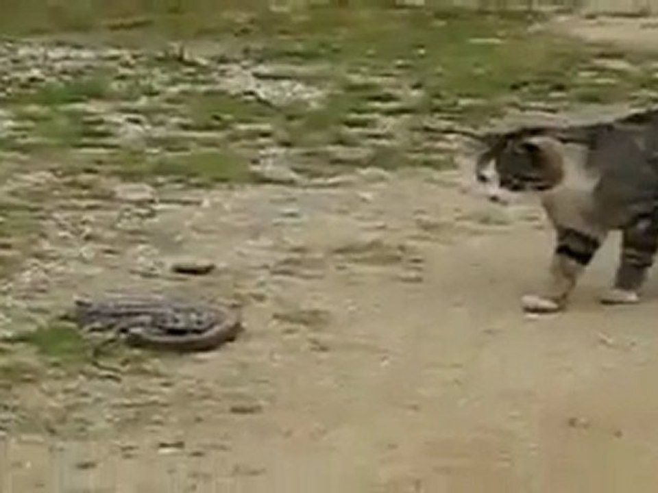 Chat Vs Serpent Video Dailymotion