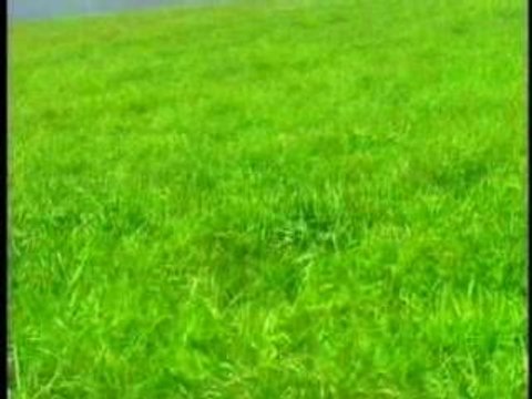 Morning Musume Ai no Tane