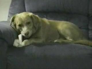 Chien Bête: The Beastly Dog