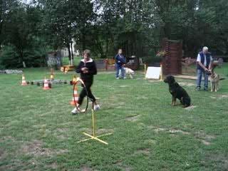 Les autres chiens au cercle de feu