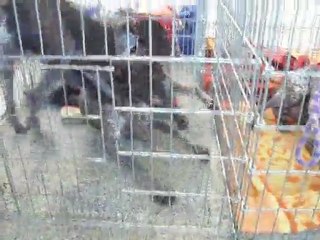 expo canine Limoges 010